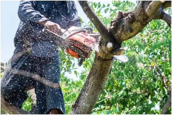 tree services Milton